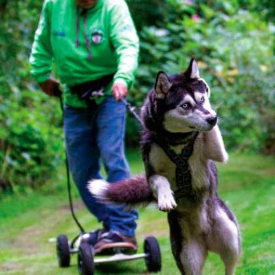 Sled Dogs Husky Welfare